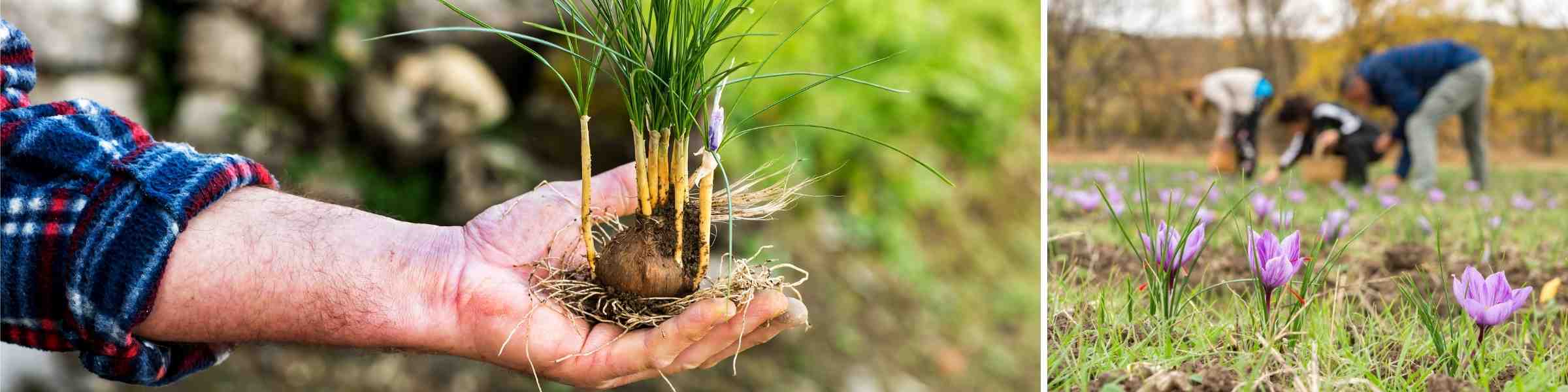 Emerging Saffron Producers