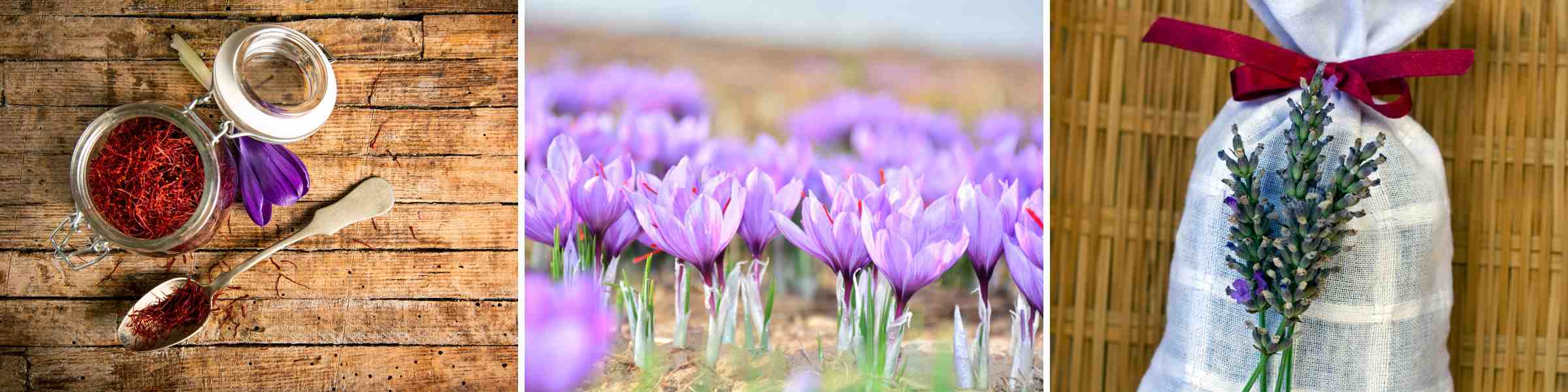 Gardening and Home Décor for Saffron