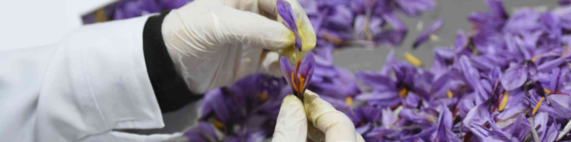 opening saffron flower