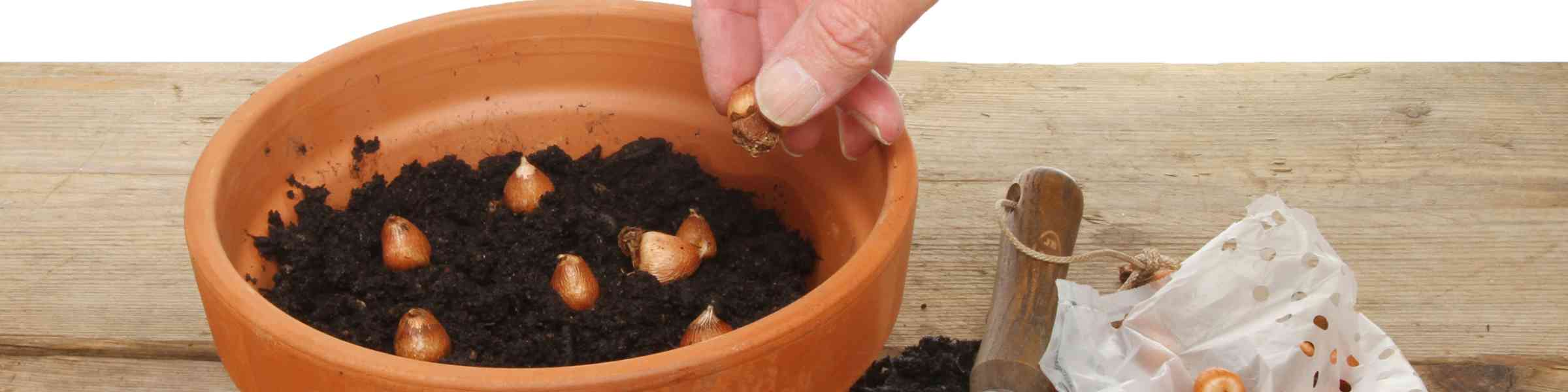 Indoor Farming