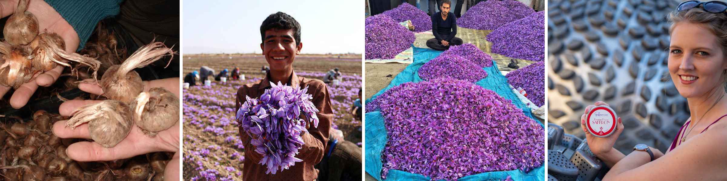 Saffron Harvesting Process