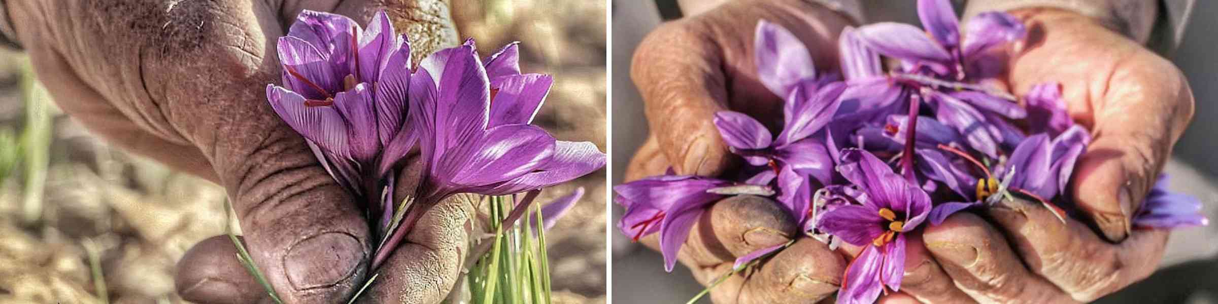 Saffron farmers hand