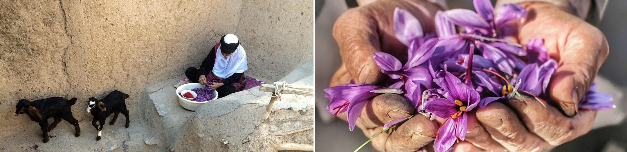 Saffron Farmers Hands