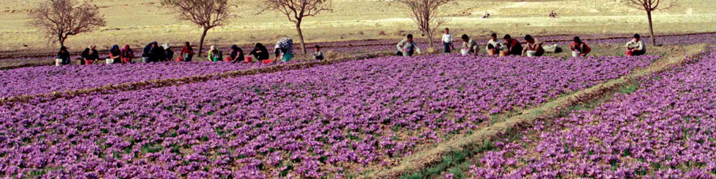 Saffron farm