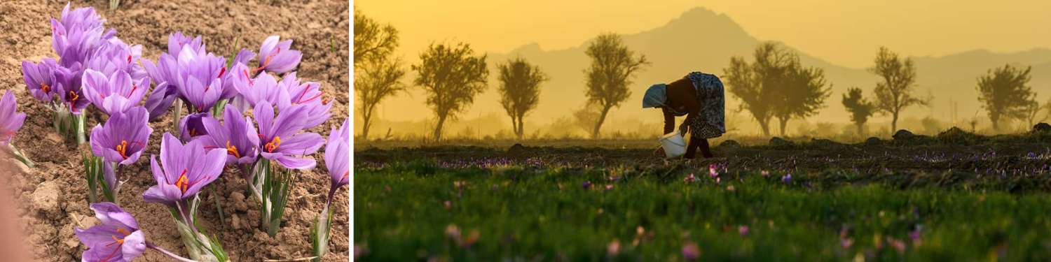 Iranian Saffron farm