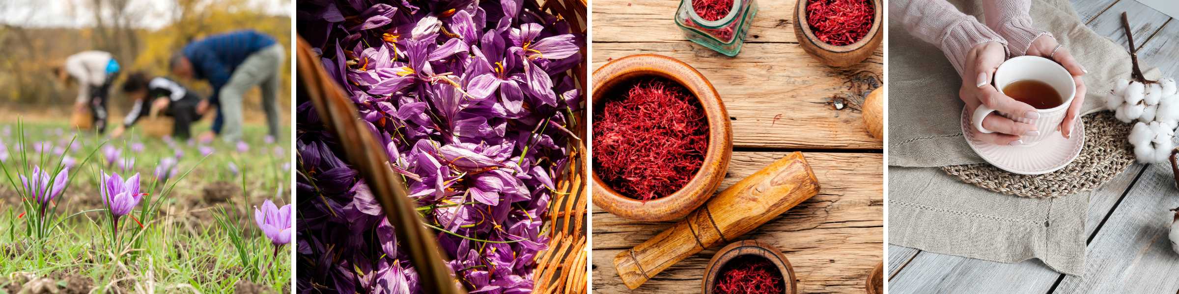 saffron from harvest to tea