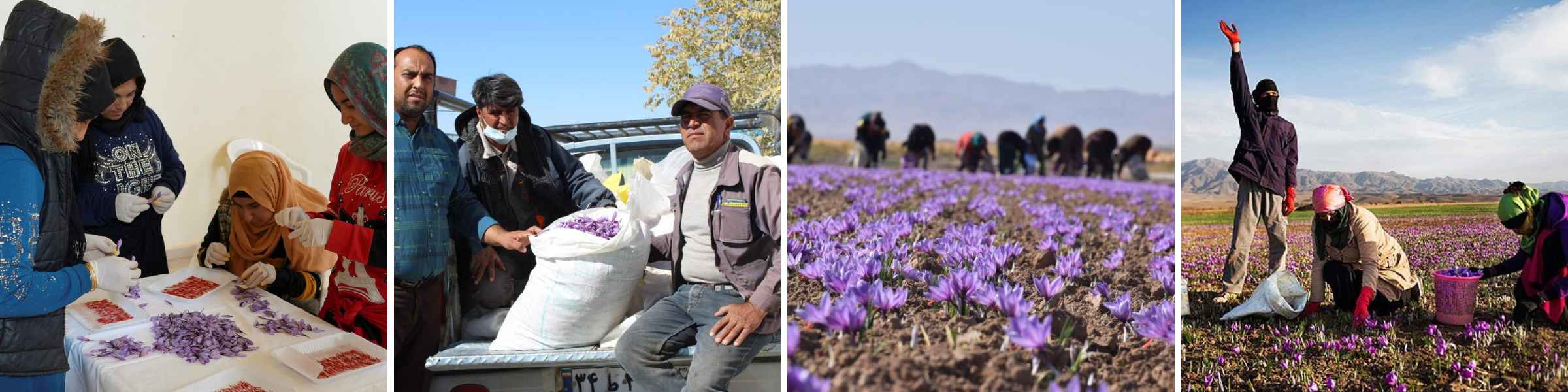 saffron farmers