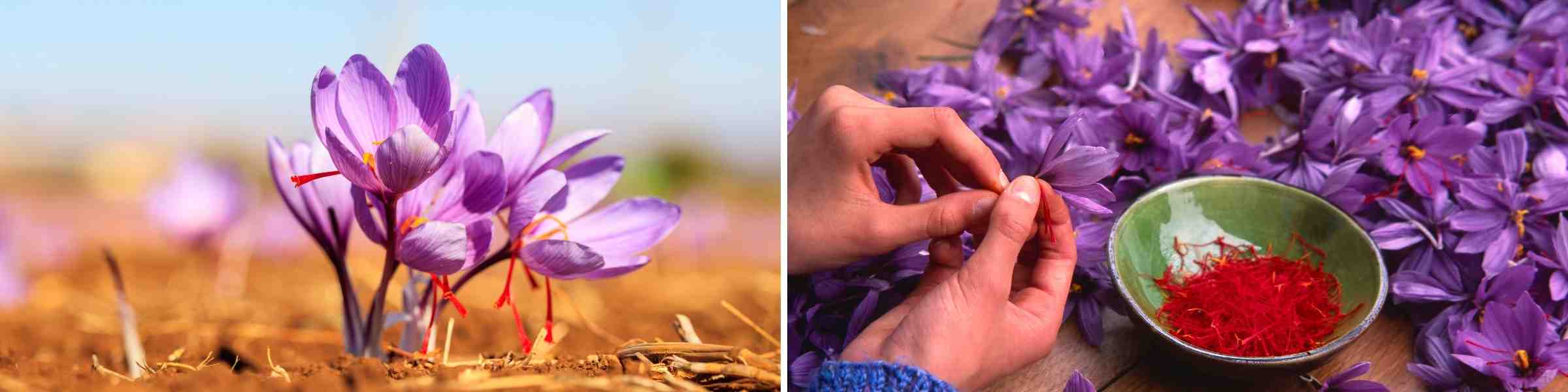 Saffron flower and picking