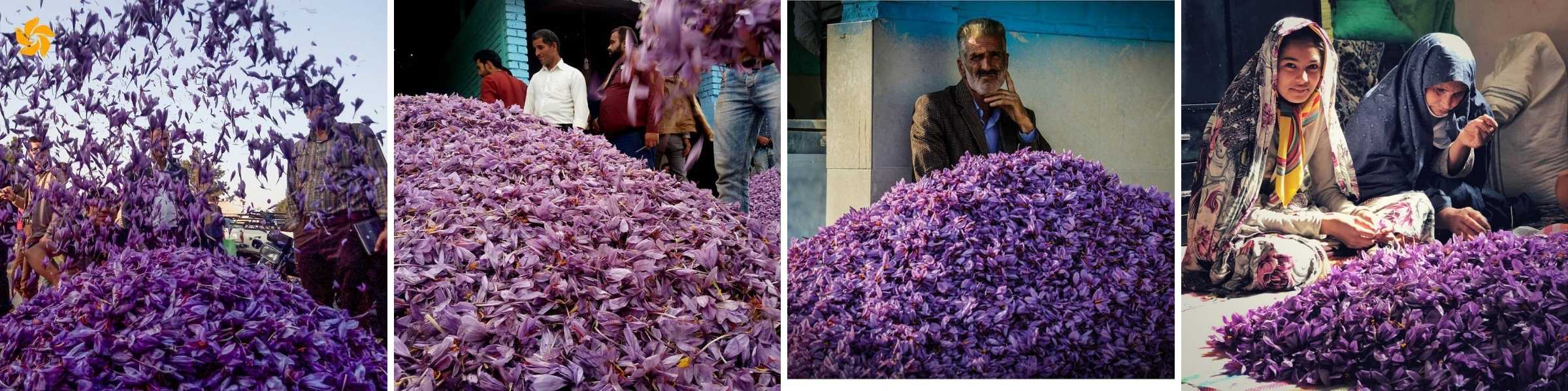 Securing High-Quality Saffron