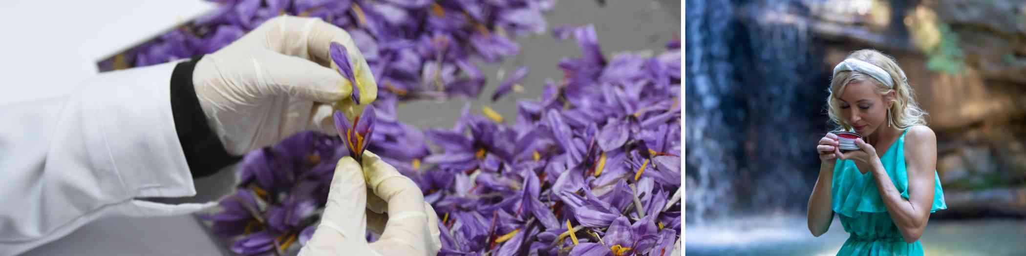 Seven Essential Tips for Buying Saffron: