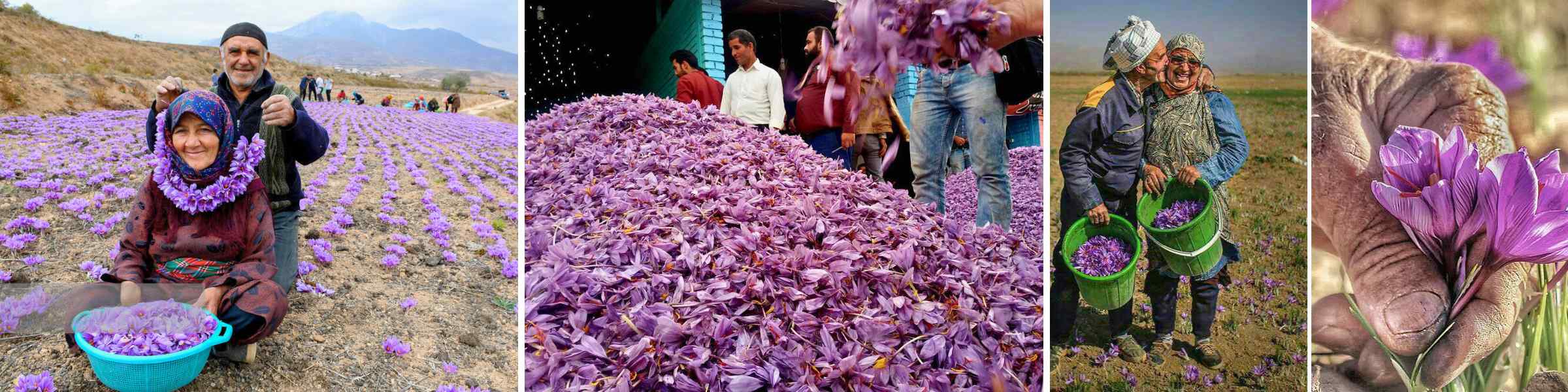 The Tradition Factor in Persian Saffron's Superiority