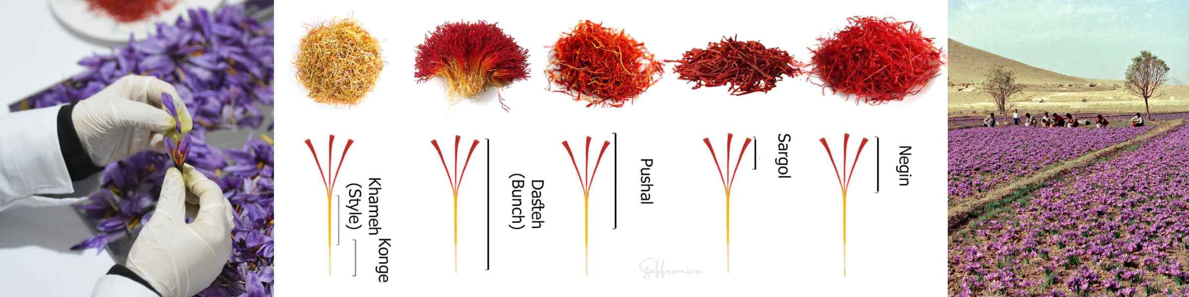 Tips for Buying Authentic, High-Quality Saffron