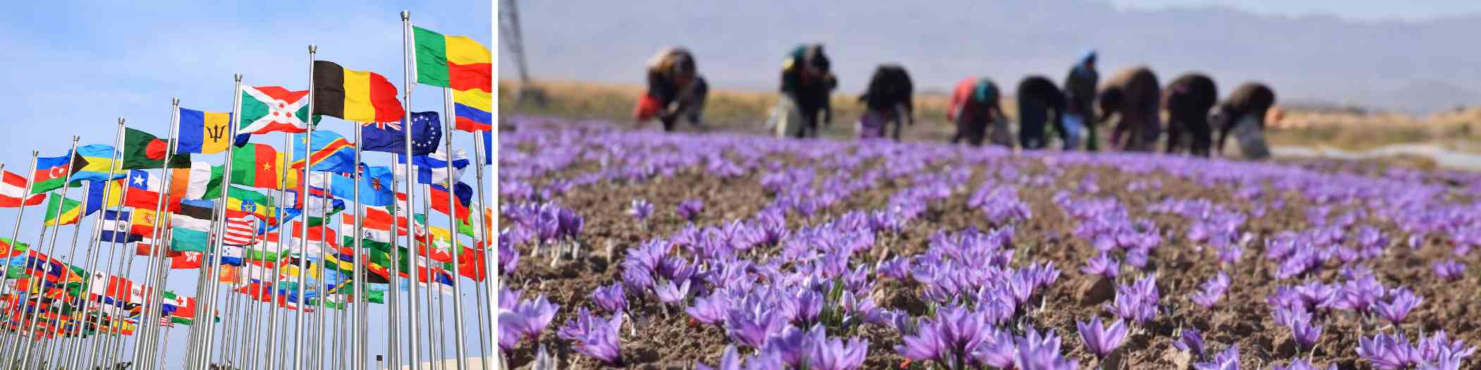 Top Saffron Varieties