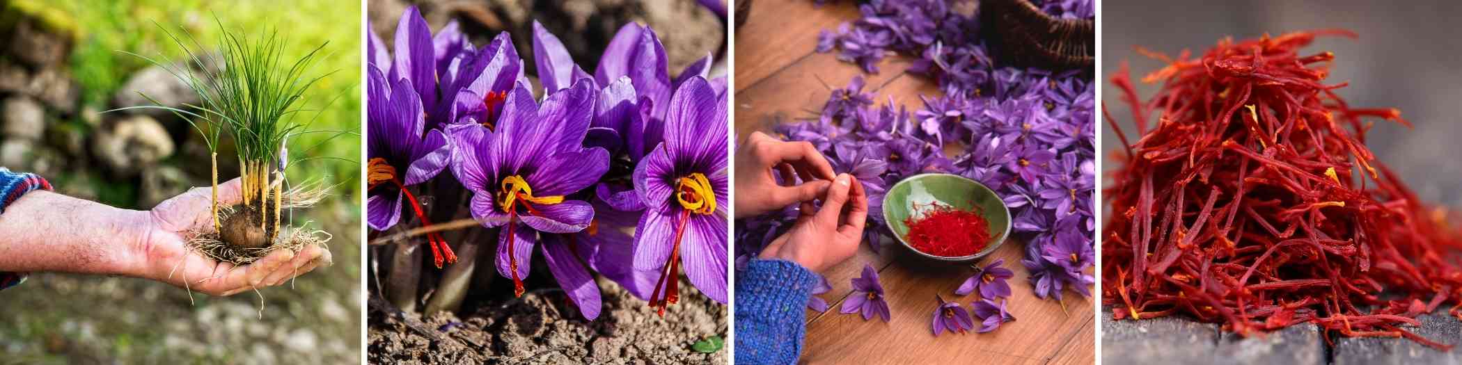 Understanding Saffron's Nutritional Profile