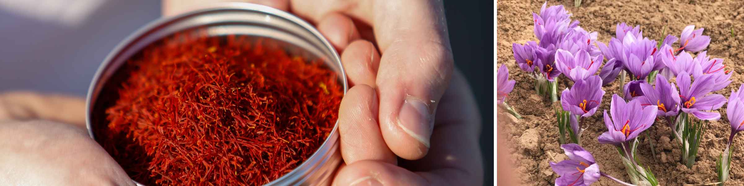 Saffron flowers & threads