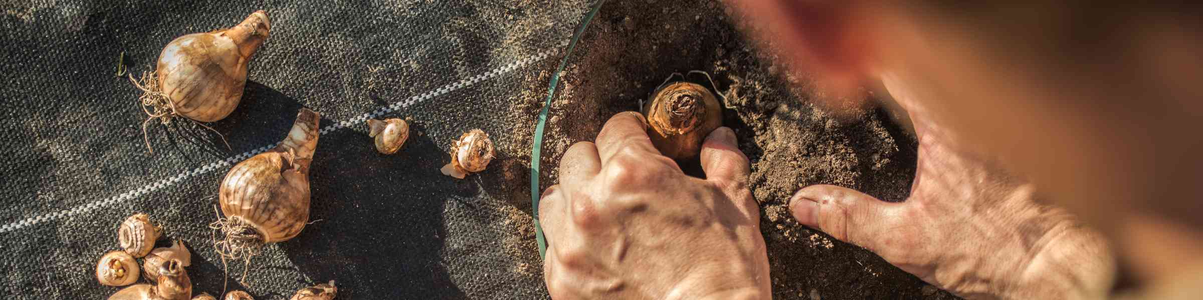 Planting saffron bulbs