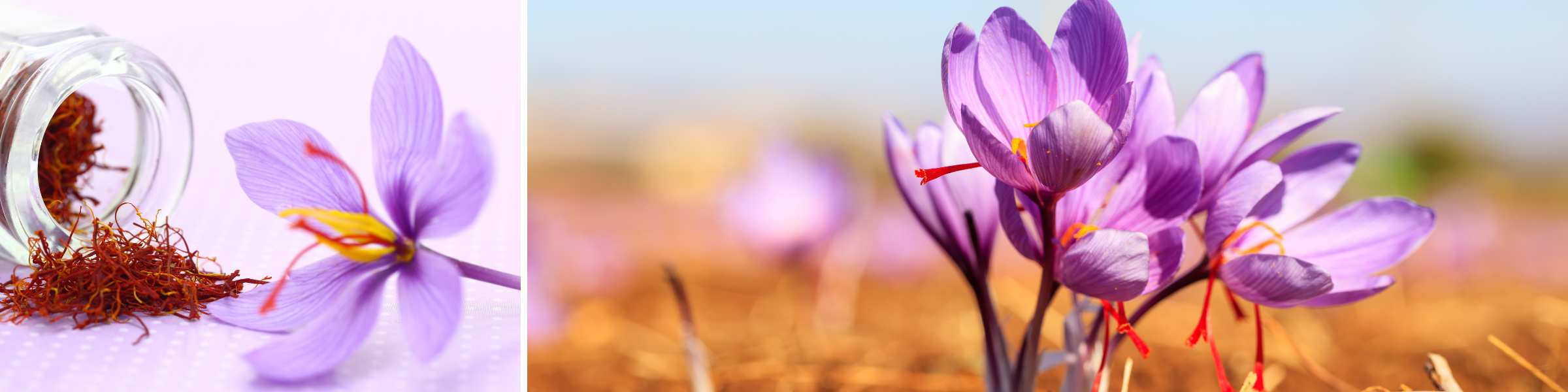 Saffron Flowers