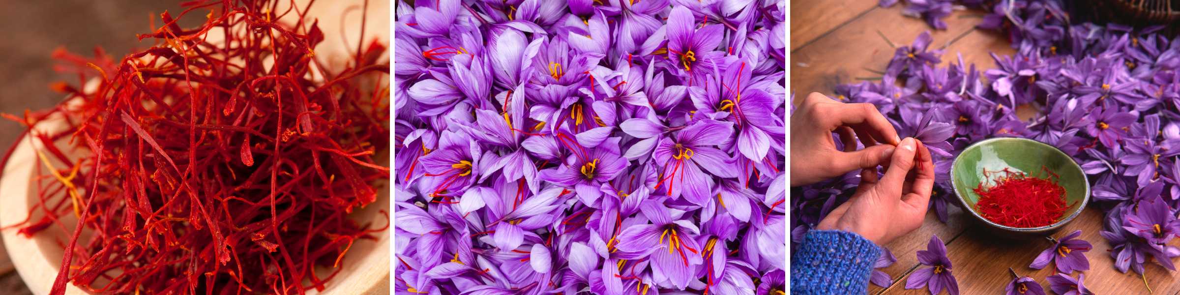 Saffron flowers to threads
