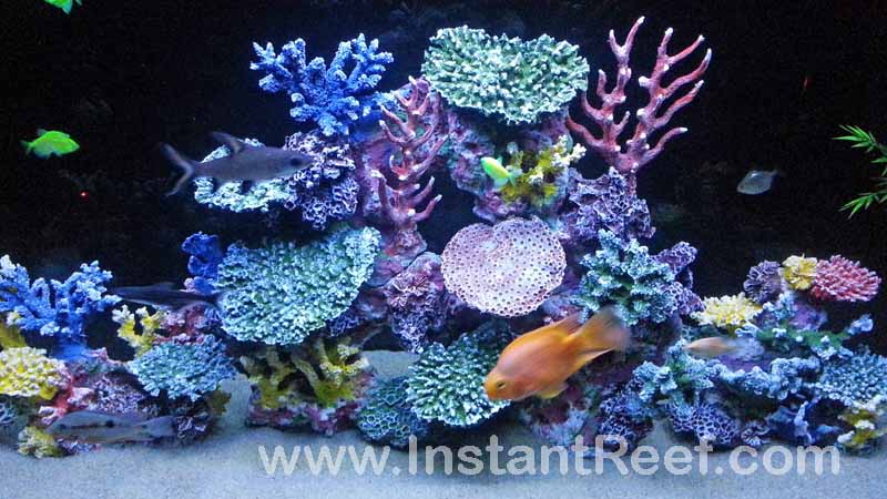 coral in freshwater fish tank