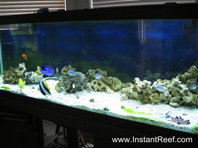 Setup 120 Gallon Saltwater Fish-Only Aquarium Design Upgrade