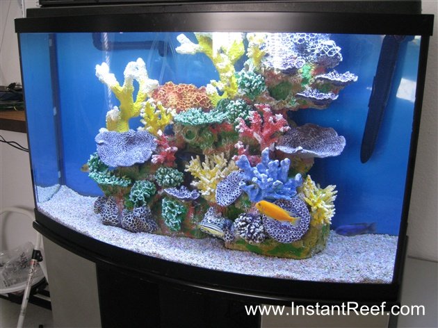 Photos: 50 Gallon Colorful Tropical Fish Tank with African Cichlids
