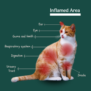 inflammation area in cats