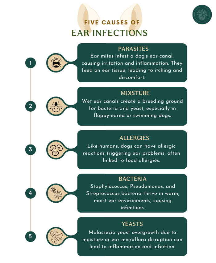 common cause of ear infections in dogs