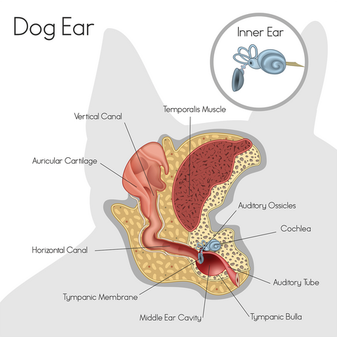 inside a dog's ear