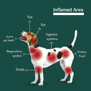 inflammation area in dog