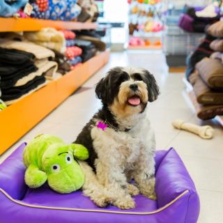 dog on bed to donate