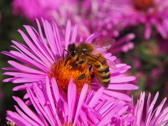 Best Autumn Flowers For Bees - Bee Mission