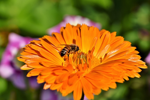 national-honey-bee-day-august-15-2020-bee-mission