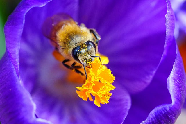 golden door farms delightful honey collection