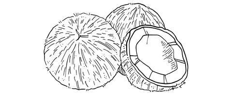 Illustration of a coconut