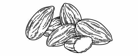 Illustration of almonds
