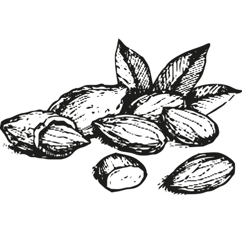 Illustration of almonds, black and white