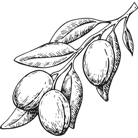 Black and white illustration of an argan branch