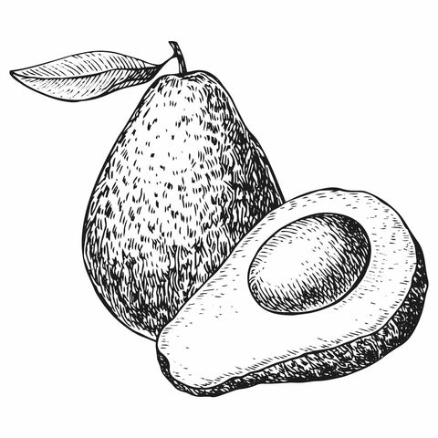Illustration of a cut avocado