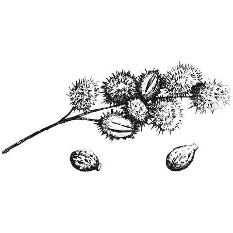 Black and white illustration of a castor plants branch in bloom