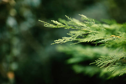 Close up of the leaves of a cedar tree