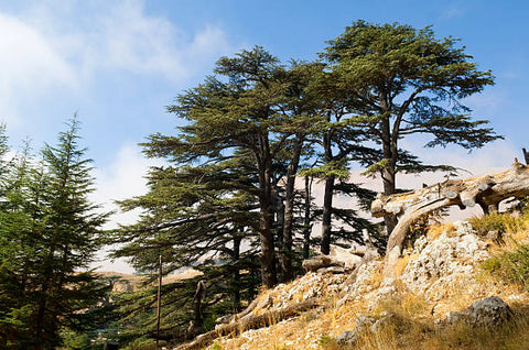 Small group of cedar trees on the edge of a hill
