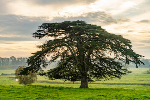 Large cedarwood tree in the middle of a field