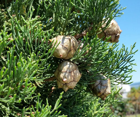 Close up of cypress branches