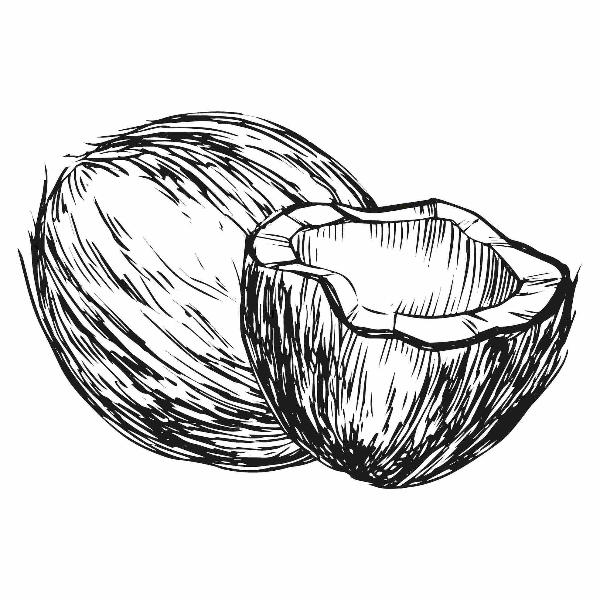 Coconut fruit Illustration.