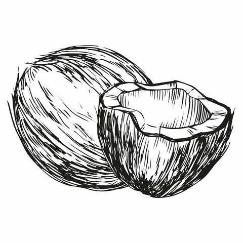 Black and white illustration of a coconut