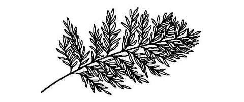 Black and white illustration of cypress