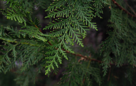 Close up of cypress leaves