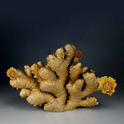 Large piece of flowering ginger root