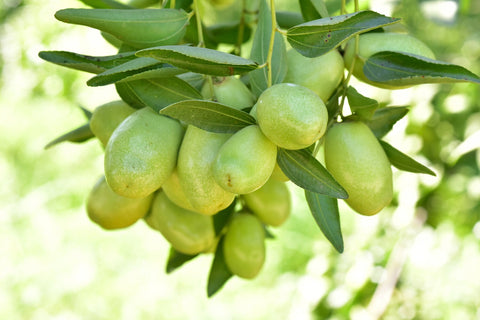 Unripe jojoba nuts still on branch