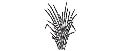 Black and white illustration of lemongrass
